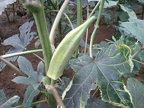 Okra: (abelmoschus esculentus) ladyfinger at R. Tallavalasa in Visakhapatnam