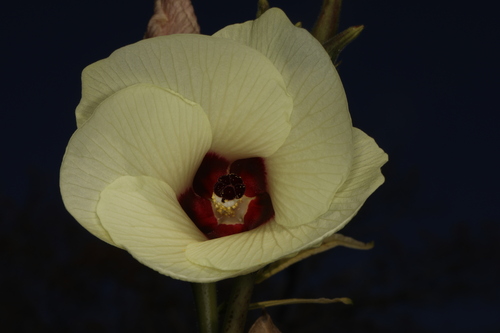 Okra (Abelmoschus esculentus)