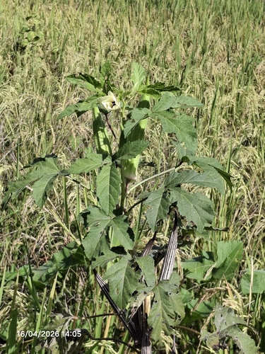 Okra (Abelmoschus esculentus)