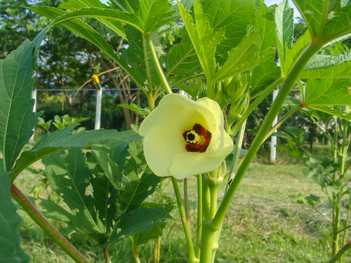 Okra (Abelmoschus esculentus)
