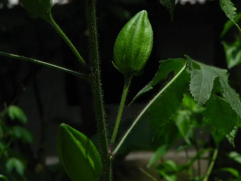 Musk okra: Abelmoschus moschatus.