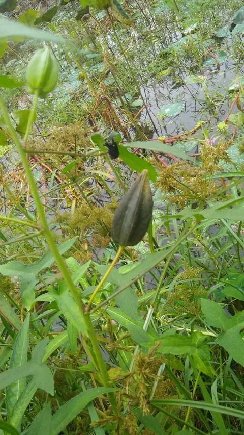 Musk okra (Abelmoschus moschatus)