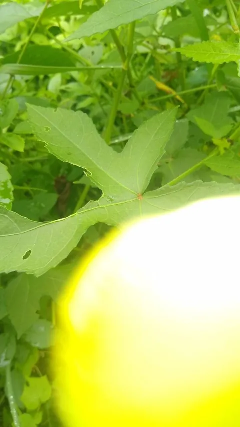 Musk okra (Abelmoschus moschatus)