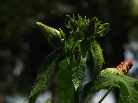 Musk okra: Abelmoschus moschatus buds.