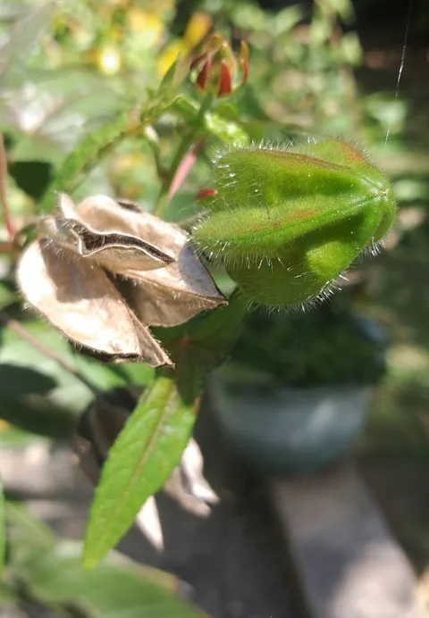 Musk okra (Abelmoschus moschatus)