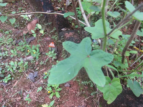 Musk okra: Abelmoschus Moschatus - കസ്തൂരി വെണ്ട