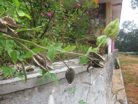 Musk okra: Abelmoschus Moschatus - കസ്തൂരി വെണ്ട