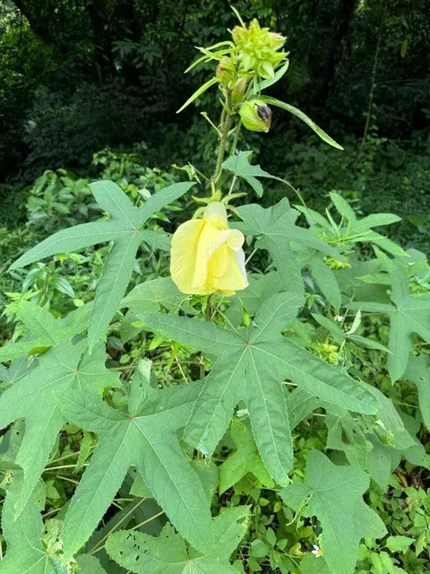 Musk okra (Abelmoschus moschatus)