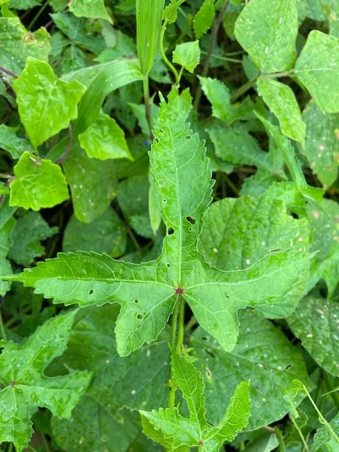 Musk okra (Abelmoschus moschatus)