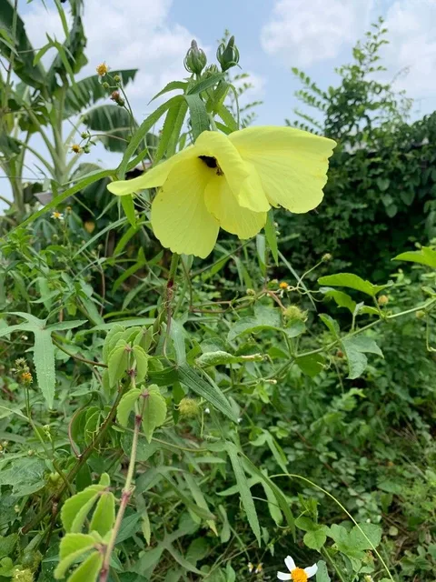 Musk okra (Abelmoschus moschatus)