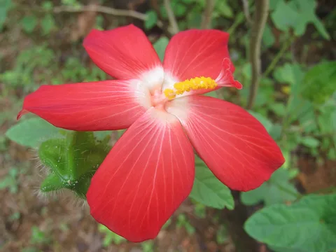 Musk okra: Abelmoschus Moschatus - കസ്തൂരി വെണ്ട