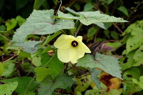Musk okra: Ecuador, 2 km S of Puerto Misahualli, south of Rio Tena, along the road.