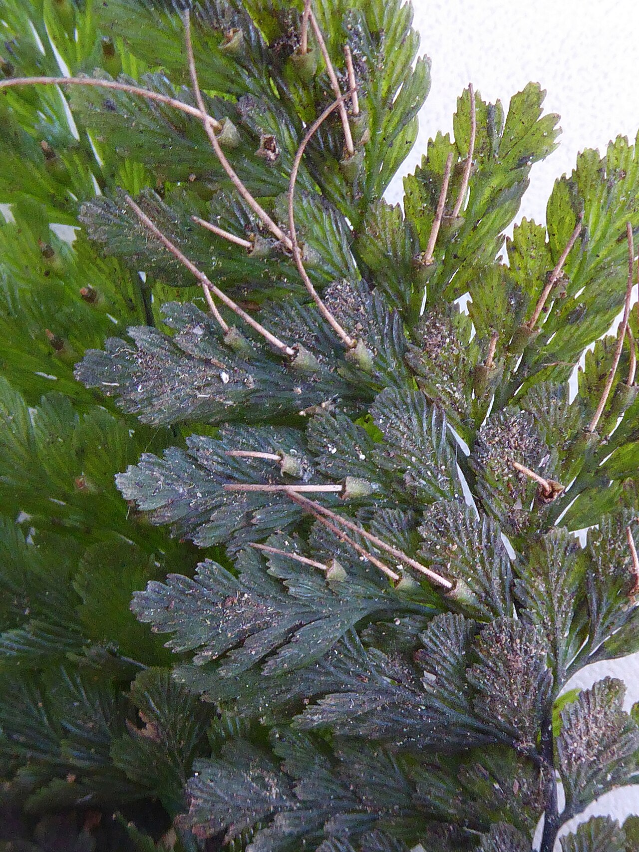 Abrodictyum elongatum (Abrodictyum elongatum)