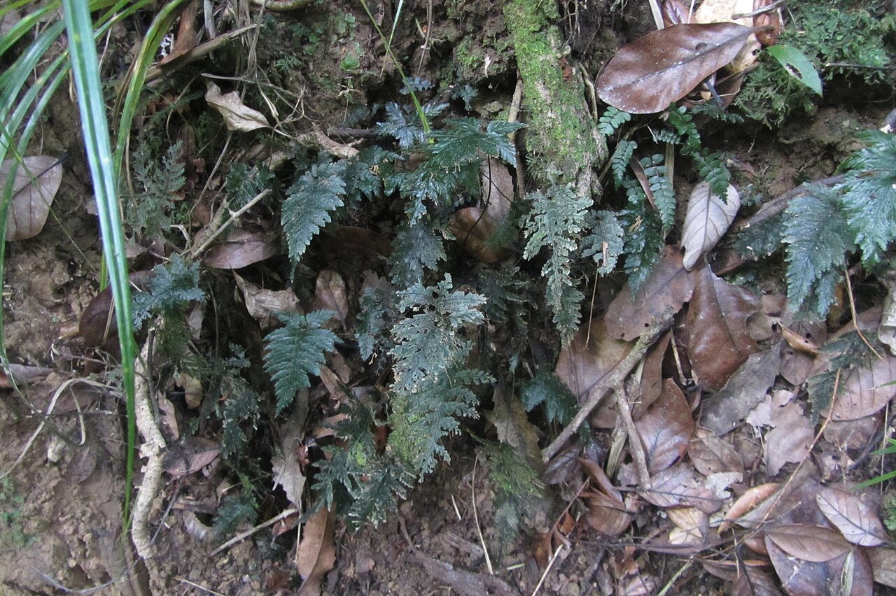 Abrodictyum elongatum (Abrodictyum elongatum)