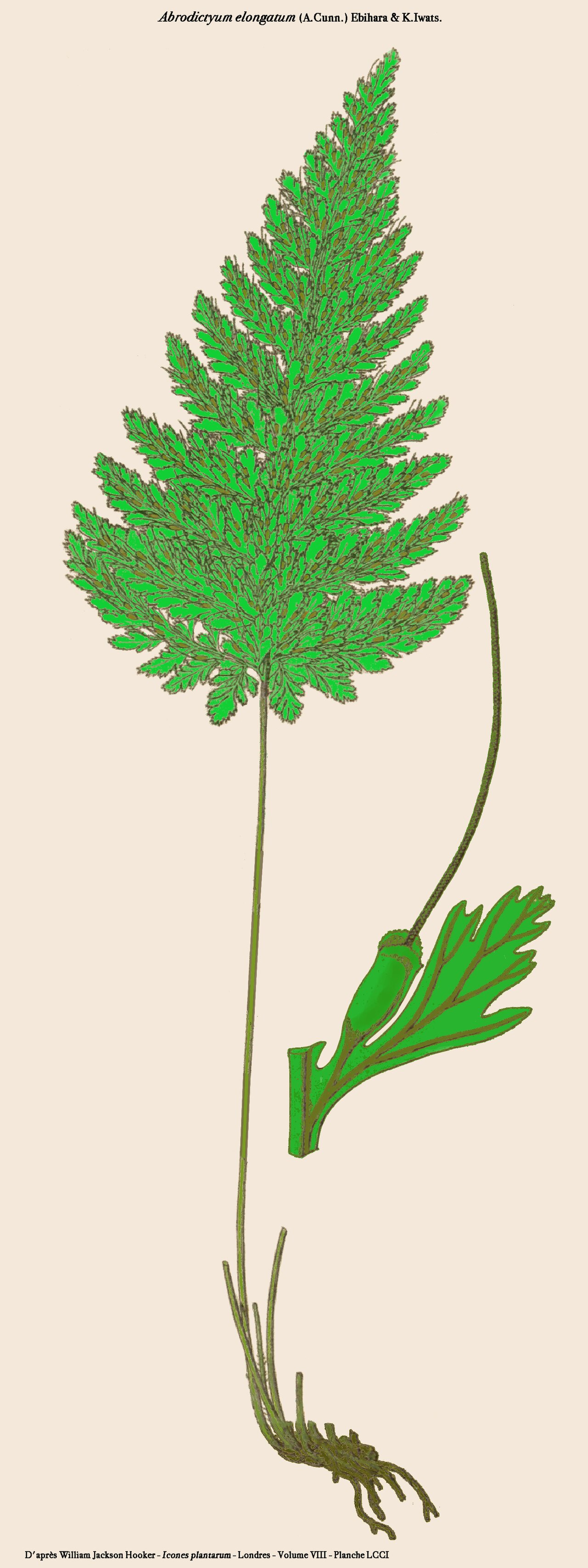 Abrodictyum elongatum: Trichomanes elongatum = Abrodictyum elongatum - Planche 701 de Icones Plantarum retravaillée par D.Prévôt