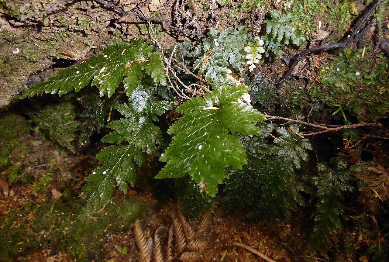 Abrodictyum elongatum (Abrodictyum elongatum)