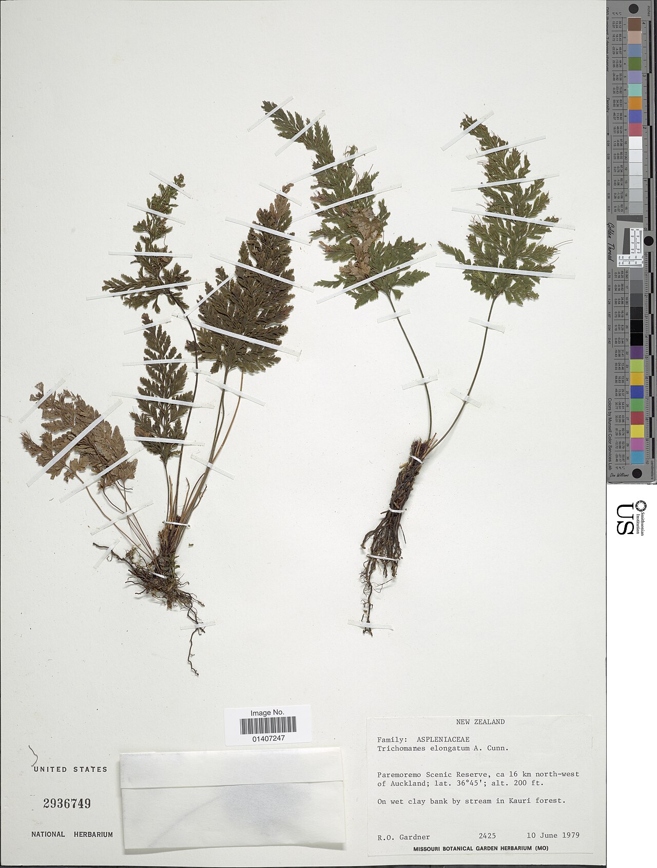 Abrodictyum elongatum: Smithsonian NMNH - Botany Dept. Name: Abrodictyum elongatum (A. Cunn.) Ebihara & K. Iwats. Taxonomy: Plantae Pteridophyte Hymenophyllales Hymenophyllaceae Place