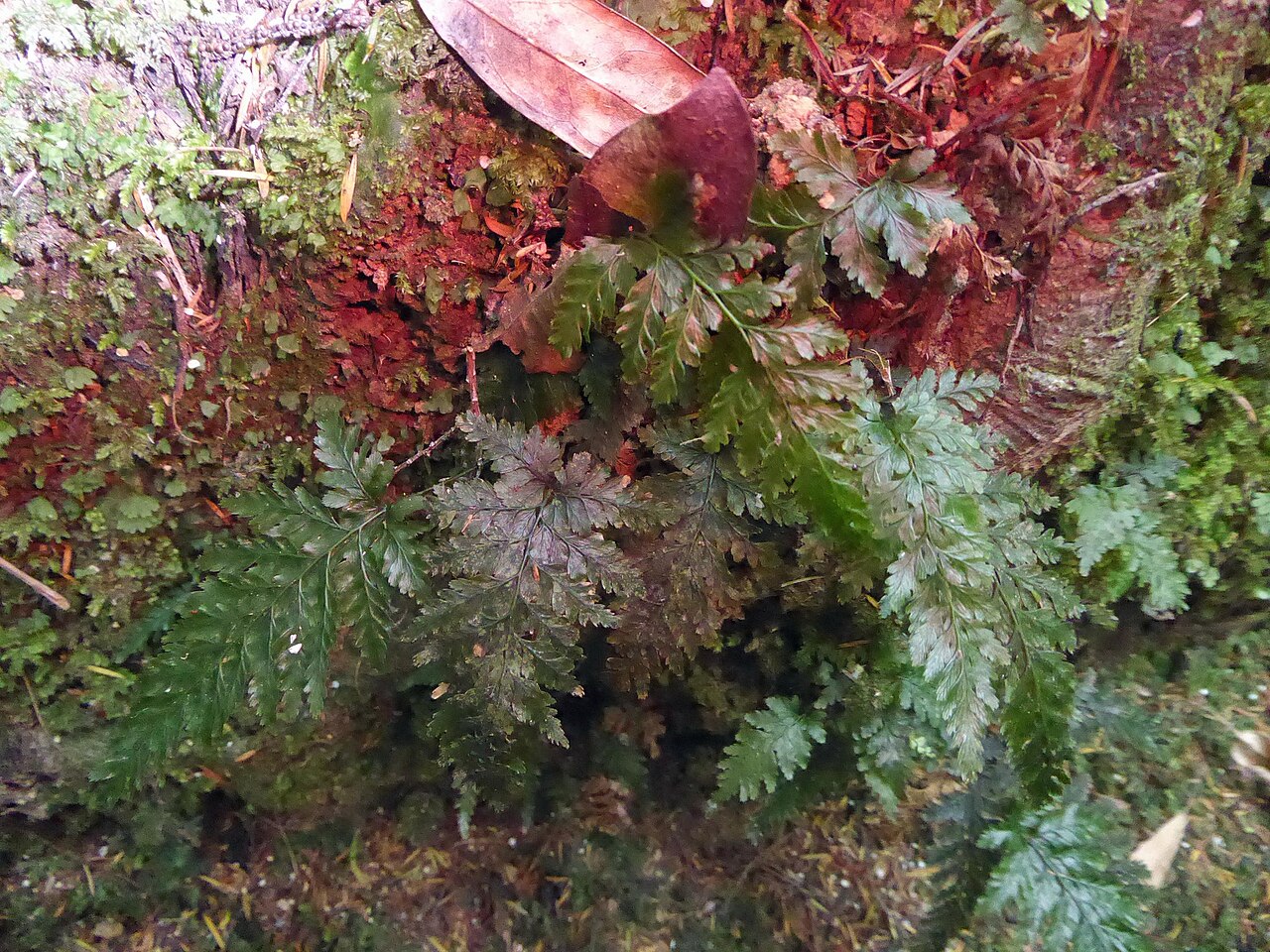 Abrodictyum elongatum (Abrodictyum elongatum)
