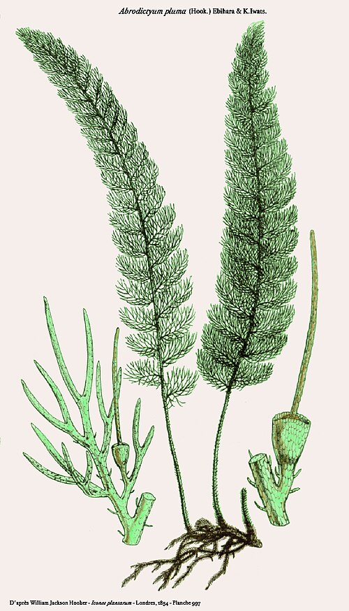 Abrodictyum pluma: Abrodictyum pluma (publié sous le nom de Trichomanes pluma) par William Jackson Hooker dans Icones Plantarum - planche 997 - 1854. Image retravaillée par D. Pré