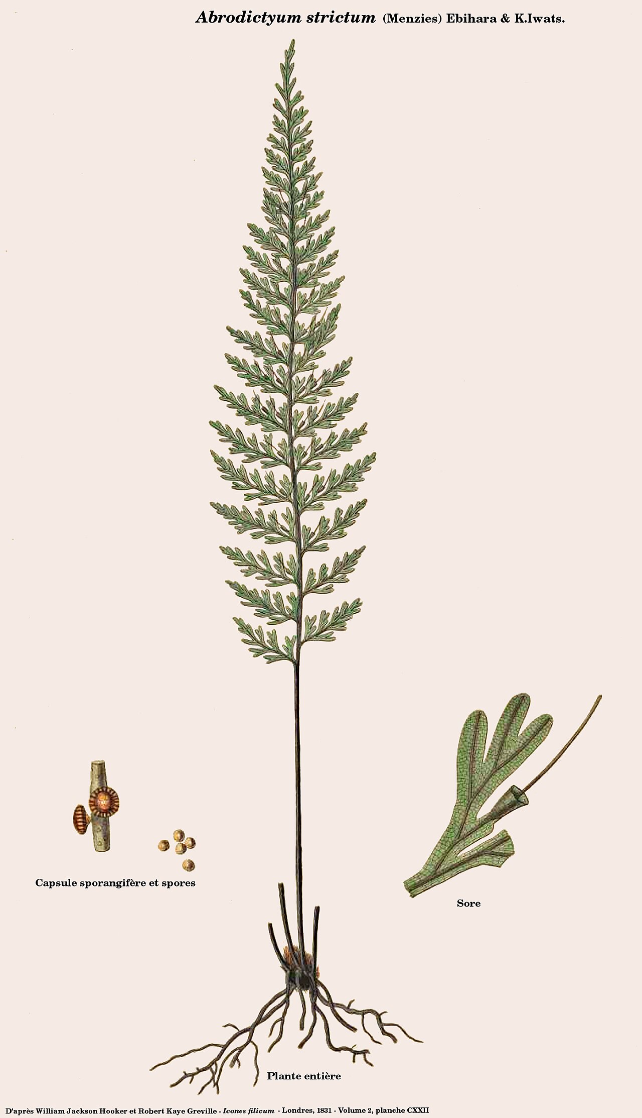 Abrodictyum strictum: Abrodictyum strictum - Planche d'Icones Filicum de Hooker et Greville retravaillée sous Gimp par D.Prévôt