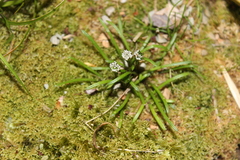 Abrotanella linearis (Abrotanella linearis)