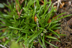 Abrotanella linearis (Abrotanella linearis)