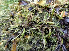 Abrotanella linearis (Abrotanella linearis)