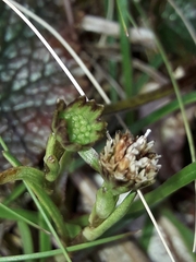 Abrotanella linearis (Abrotanella linearis)