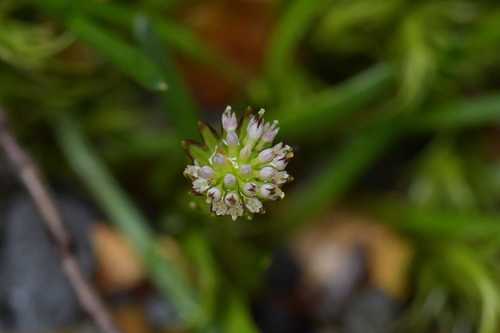 Abrotanella linearis (Abrotanella linearis)