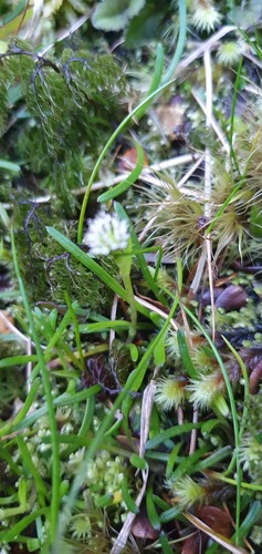 Abrotanella linearis (Abrotanella linearis)