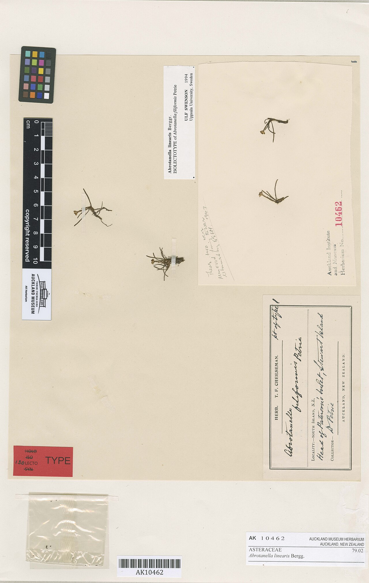 Abrotanella linearis (Abrotanella linearis)