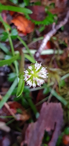 Abrotanella linearis (Abrotanella linearis)