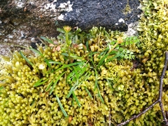Abrotanella linearis (Abrotanella linearis)