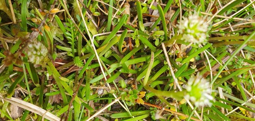 Abrotanella linearis (Abrotanella linearis)