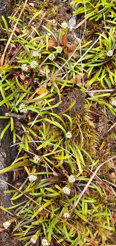 Abrotanella linearis (Abrotanella linearis)
