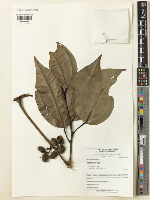 Abuta panurensis: Preserved specimen of Abuta panurensis