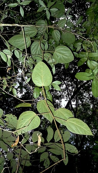 Abuta rufescens: Abuta convexa (Vell.) Diels
