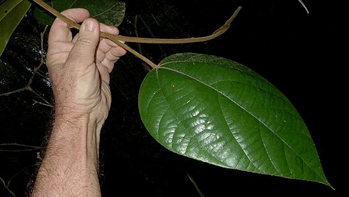 Abuta rufescens: Abuta convexa (Vell.) Diels