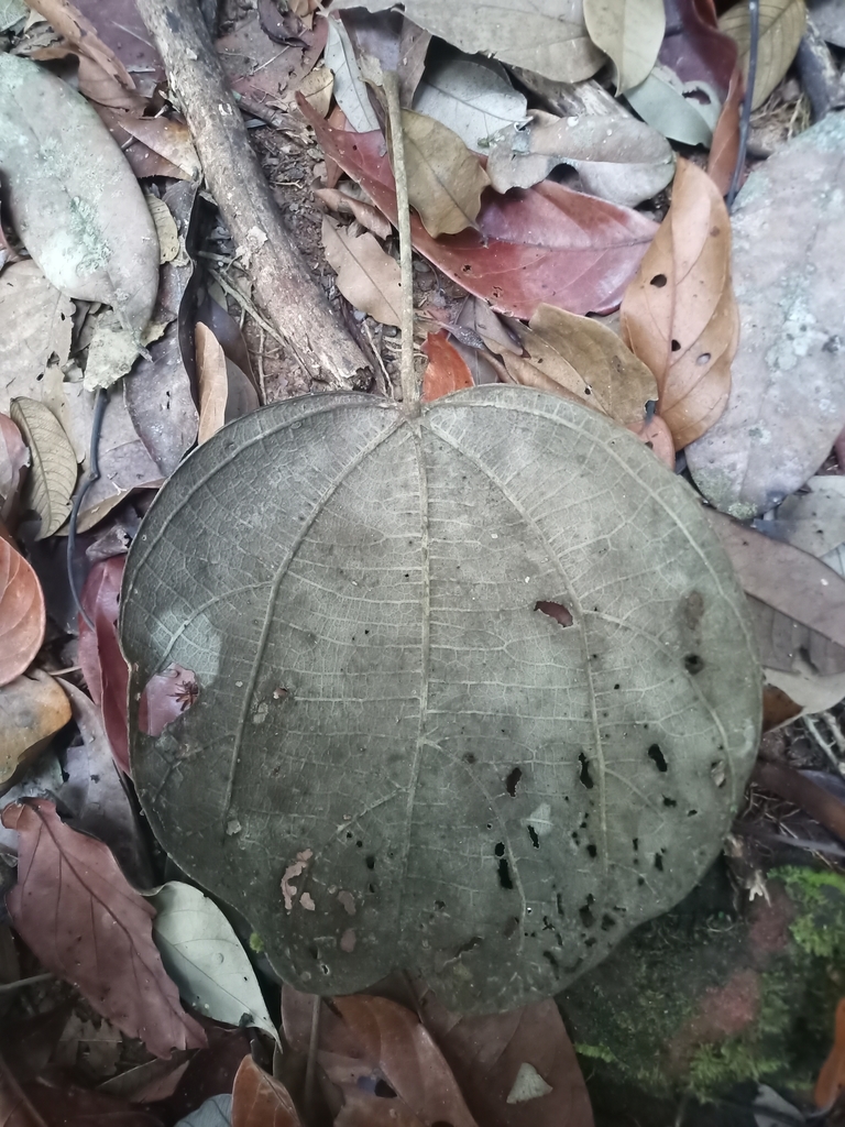 Abuta rufescens (Abuta rufescens)