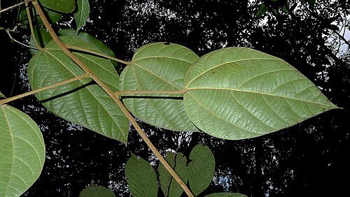 Abuta rufescens: Abuta convexa (Vell.) Diels