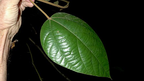 Abuta rufescens: Abuta convexa (Vell.) Diels