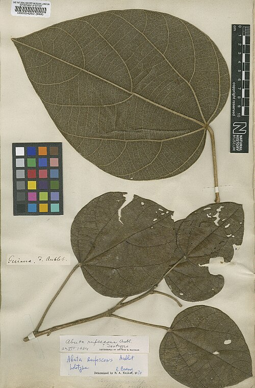 Abuta rufescens: Abuta rufescens Aubl. - herbier collecté par Aublet en Guyane, conservé au British Museum BM000554262