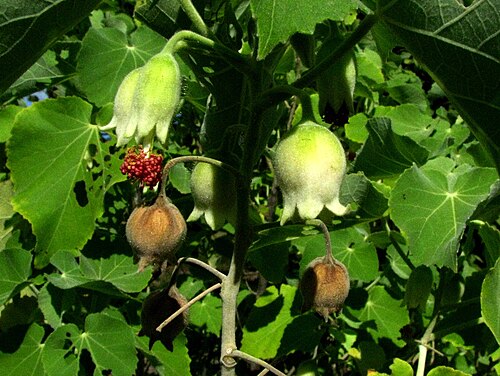 Hidden-petaled abutilon: Hidden-petaled abutilon Malvaceae Endemic to the Hawaiian Islands (Lānaʻi only) Endangered Oʻahu (Cultivated) nativeplants.hawaii.edu/plant/view/Abutilon_eremit