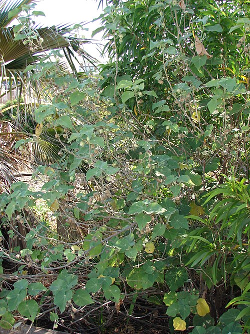 Hidden-petaled abutilon: Abutilon eremitopetalum (Hidden petal abutilon) Habit at DLNR nursery Kahului, Maui, Hawaii. May 26, 2009 #090526-8516 Image Use Policy