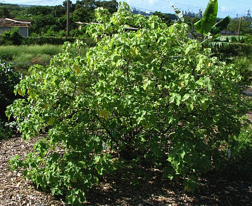 Hidden-petaled abutilon: Hidden-petaled abutilon Malvaceae Endemic to the Hawaiian Islands (Lānaʻi only) Endangered Oʻahu (Cultivated) nativeplants.hawaii.edu/plant/view/Abutilon_eremit