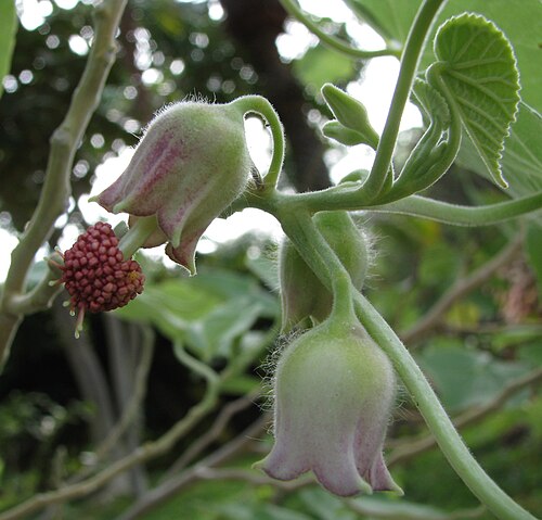 Hidden-petaled abutilon: Hidden-petaled abutilon Malvaceae Endemic to the Hawaiian Islands (Lānaʻi only) Oʻahu (Cultivated) The calyxes of this form have a rosy flush, but the "hidden p