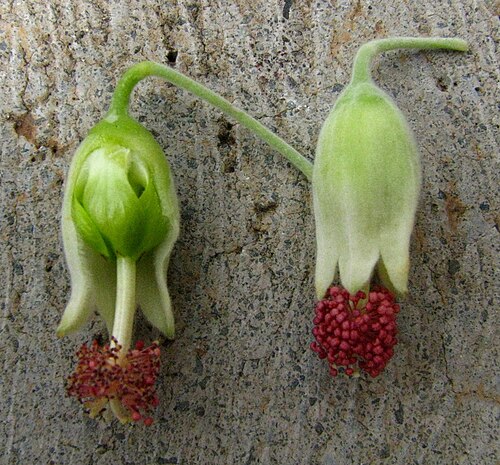 Hidden-petaled abutilon: Hidden-petaled abutilon ( Abutilon eremitopetalum ) Malvaceae Endemic to the Hawaiian Islands (Lānaʻi only) Oʻahu (Cultivated) Left: Calyx removed to show the "