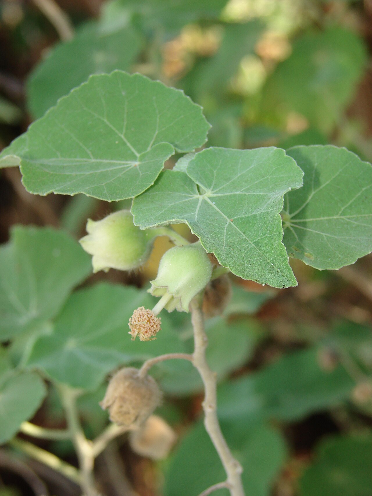 Hidden-petaled abutilon: Abutilon_eremitopetalum