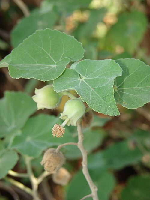 Hidden-petaled abutilon: Abutilon_eremitopetalum