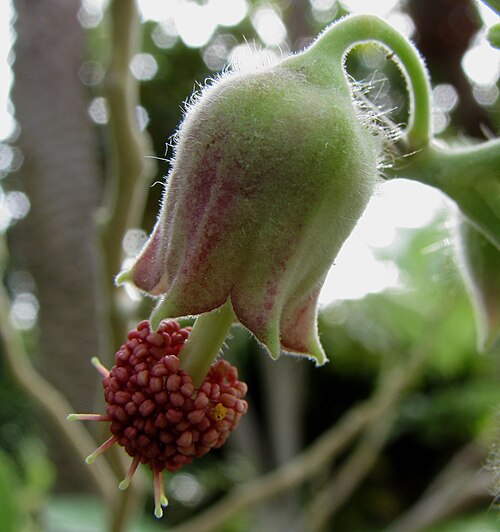 Hidden-petaled abutilon: Hidden-petaled abutilon Malvaceae Endemic to the Hawaiian Islands (Lānaʻi only) Endangered Oʻahu (Cultivated) The calyxes of this form have a rosy flush, but th